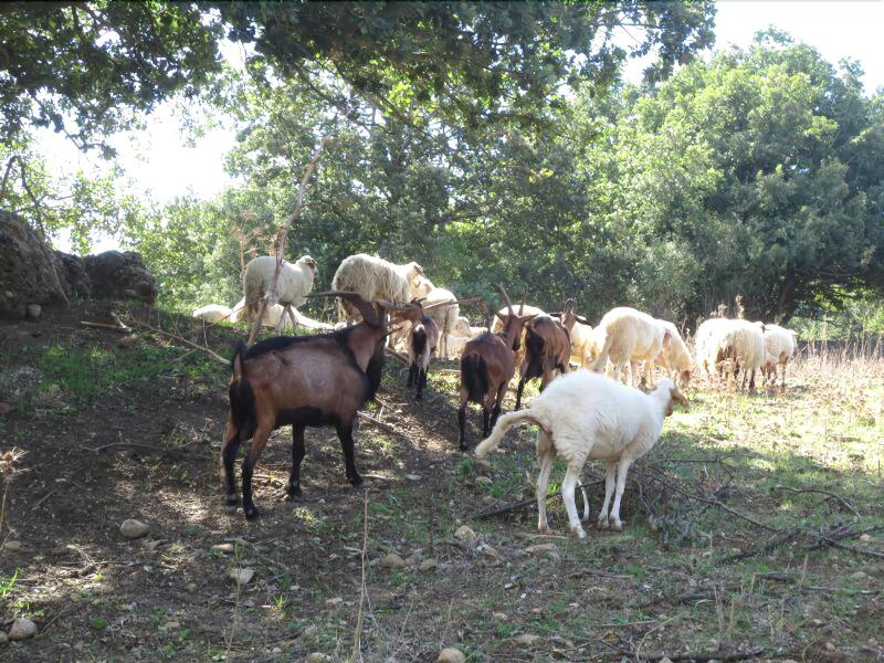 Agriturismo San Pietro - Oda