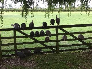 Brickfields Farm fotoÄŸrafÄ±