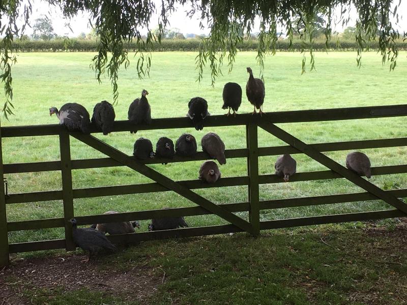 Brickfields Farm - Genel