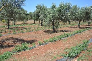 Agriturismo Terra D'Ulivi fotoÄŸrafÄ±