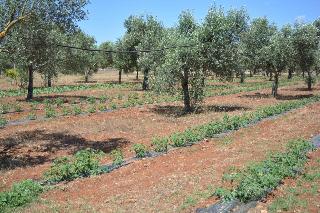 Agriturismo Terra D'Ulivi fotoÄŸrafÄ±