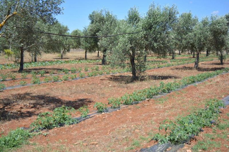 Agriturismo Terra D'Ulivi - Genel