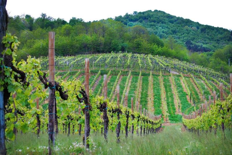 Wine Hotel San Giacomo Activity & Wellness - Genel
