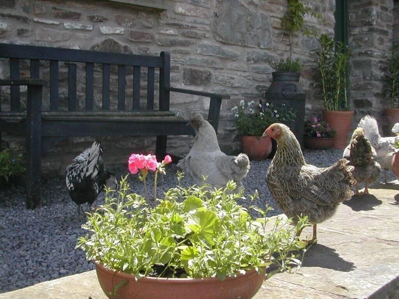 Alltybrain Farm Cottages and B&B - Genel
