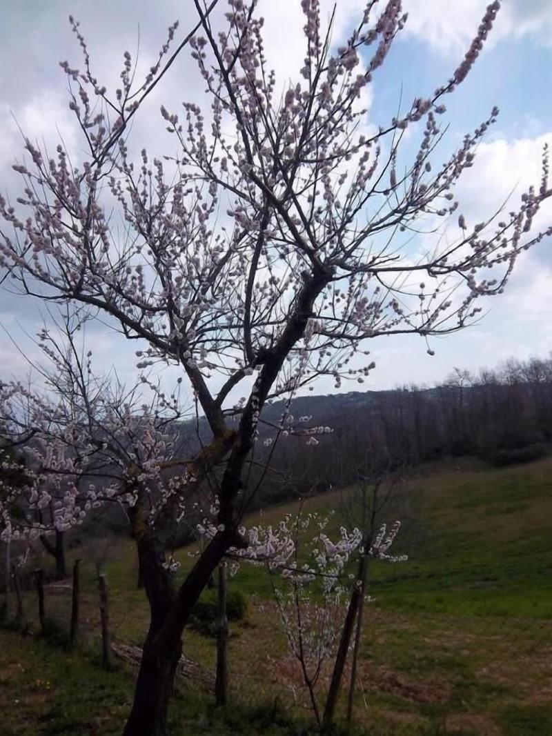 Agriturismo Norianino - Genel