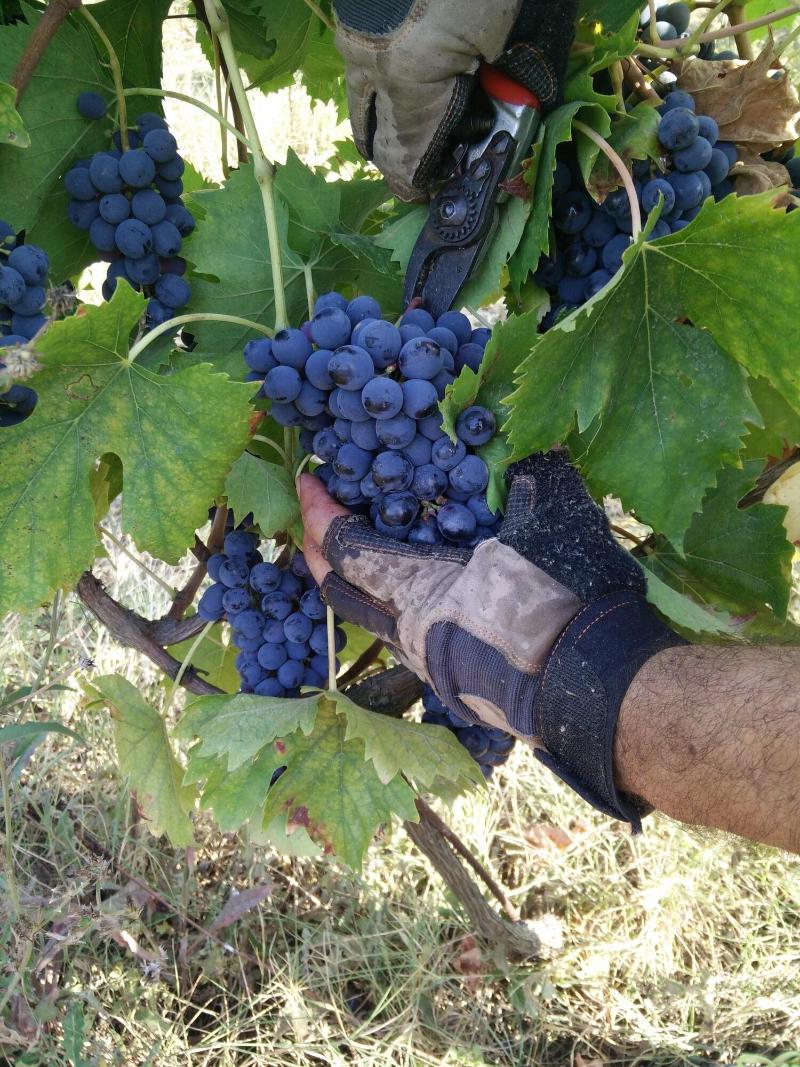 Azienda Agricola Baccagnano - Genel