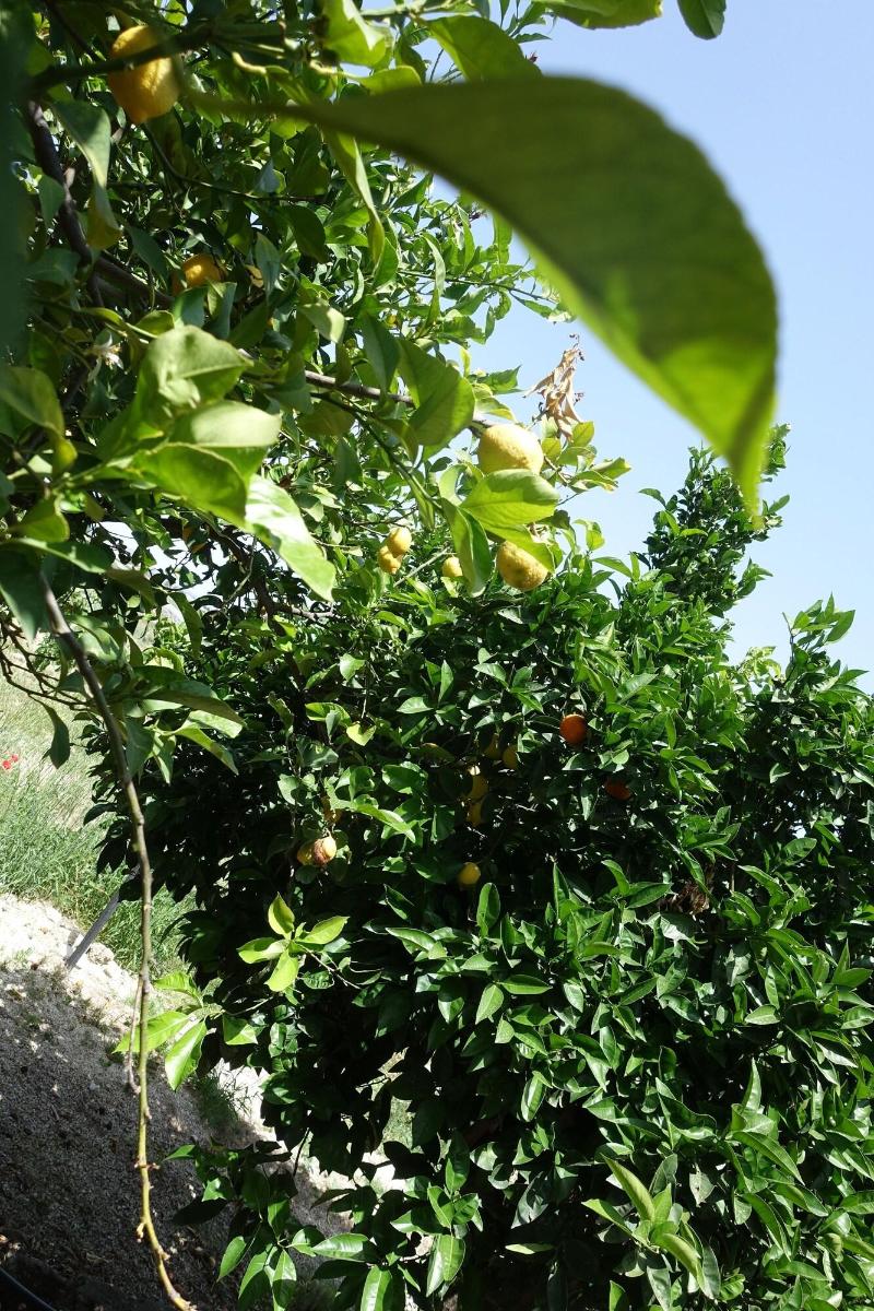 Agriturismo Baglio San Nicola - Genel