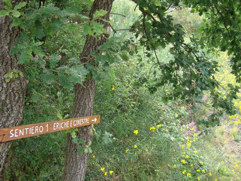 Viola Nel Parco - Genel
