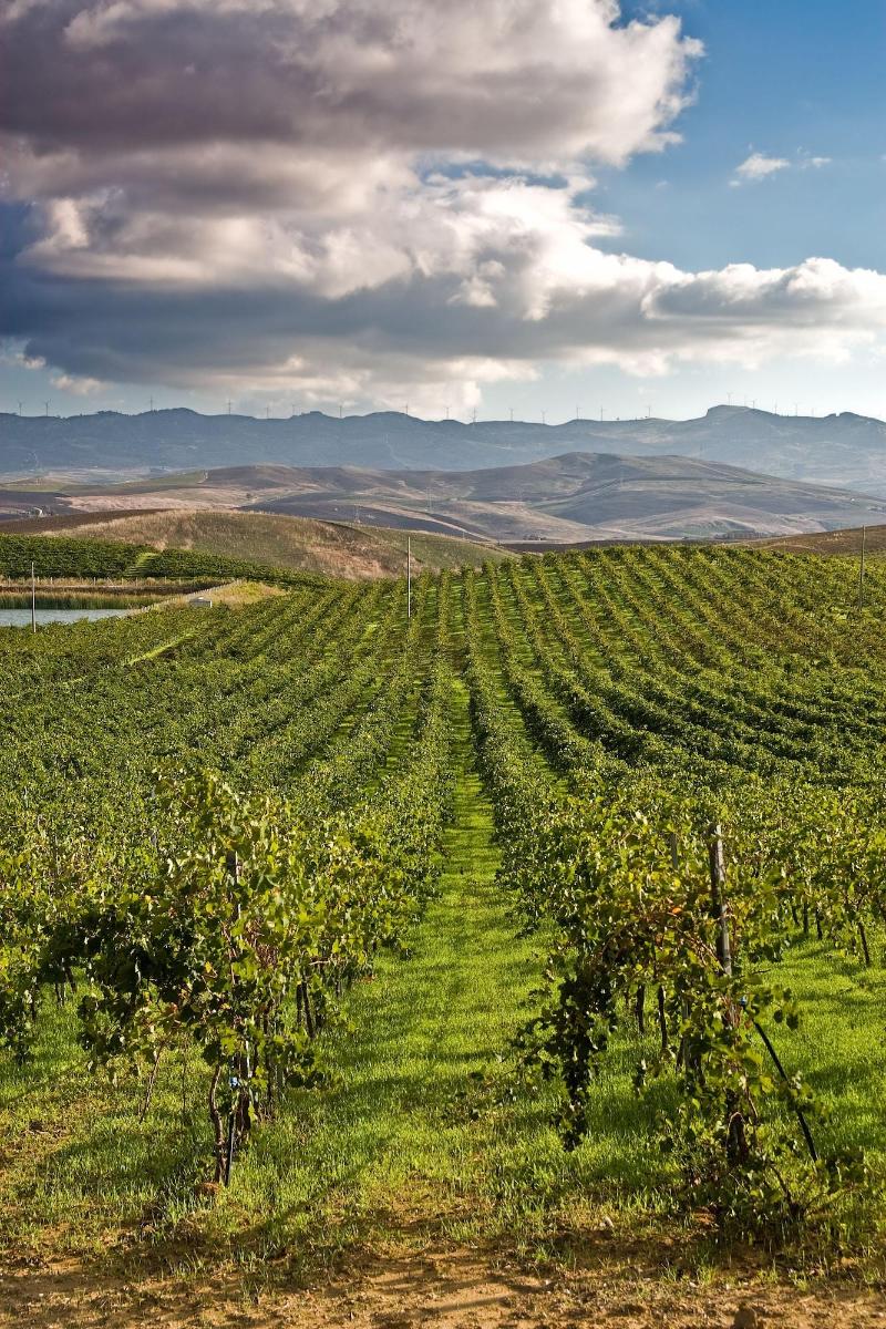 Agriturismo Sirignano Wine Resort - Genel