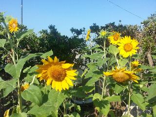 B&B Il Girasole fotoÄŸrafÄ±