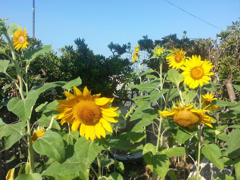 B&B Il Girasole - Genel