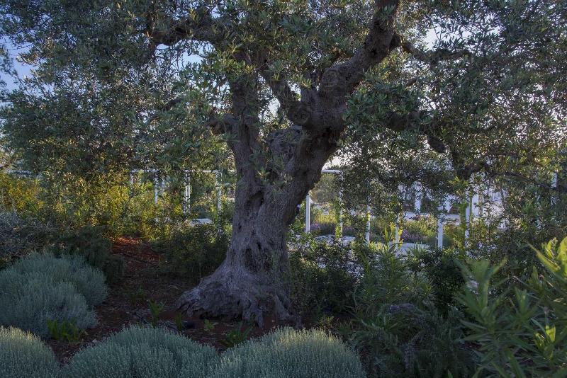 Tenuta Del Lauro - Genel