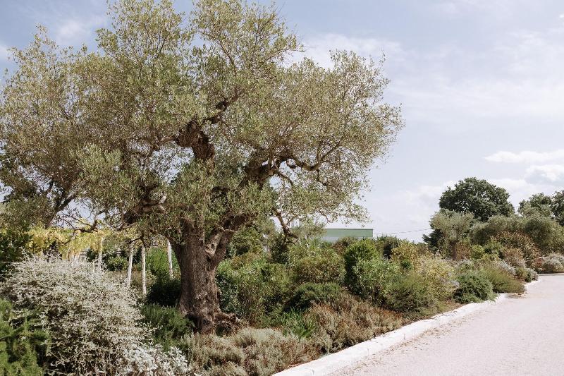 Tenuta Del Lauro - Teras