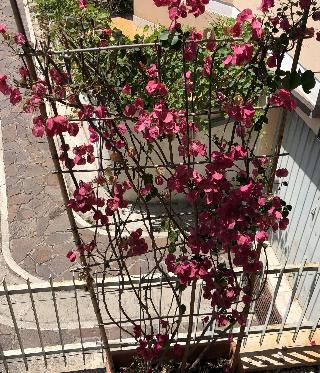 Il Giardino Di Adriana fotoÄŸrafÄ±