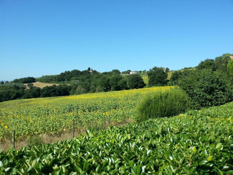 Agriturismo Il Borghetto - Genel