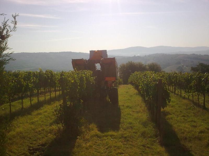 Agriturismo Il Borghetto - Genel