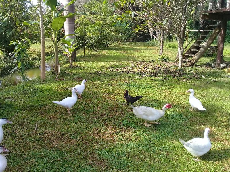 Baan Suan Jantra Home Stay - Genel