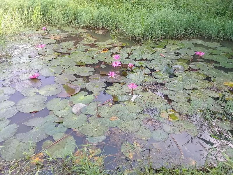 Baan Suan Jantra Home Stay - Genel