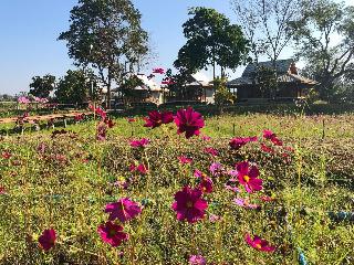 Ban Suan Tawan Chiang Dao fotoÄŸrafÄ±