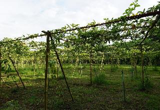 Ban Suan Tawan Chiang Dao fotoÄŸrafÄ±