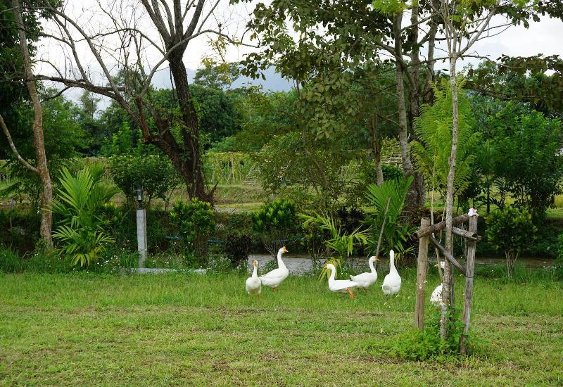Ban Suan Tawan Chiang Dao - Genel