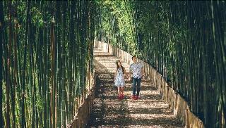 Bamboo Grove Chiang Mai fotoÄŸrafÄ±