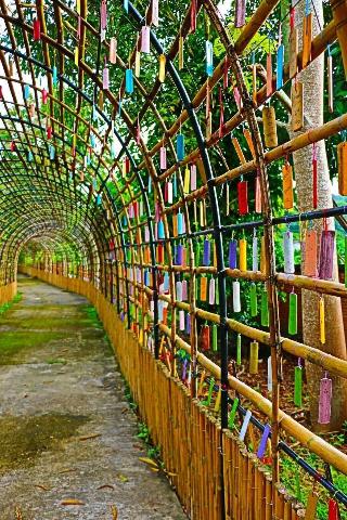 Bamboo Grove Chiang Mai fotoÄŸrafÄ±