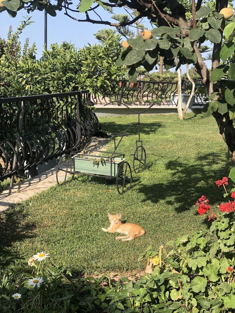 Villa Marine Apart Hotel - Genel