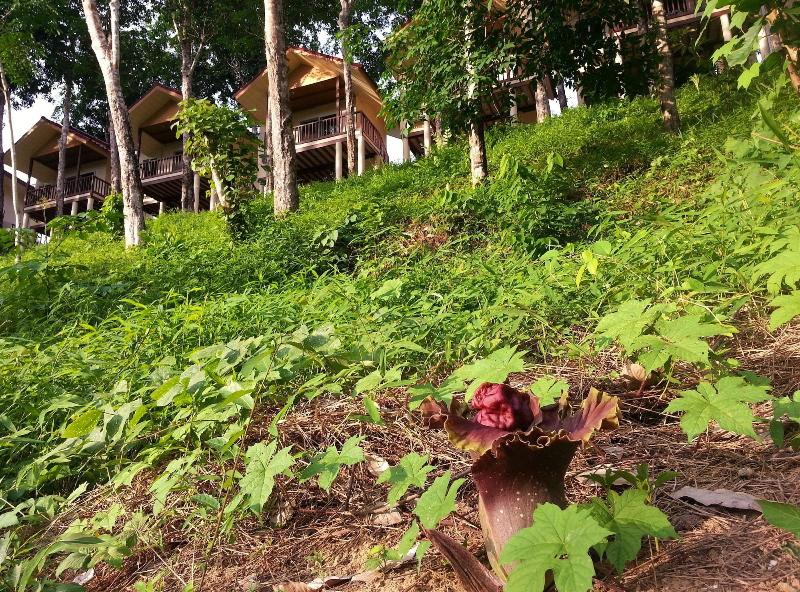 Khaosok River Home Resort - Genel