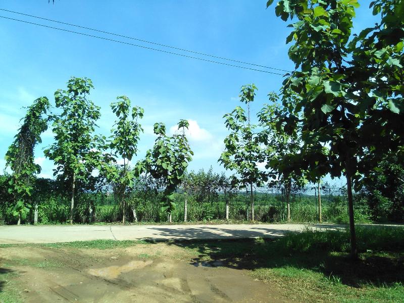 Loei Airport Homestay - Genel