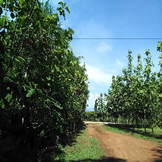 Loei Airport Homestay fotoÄŸrafÄ±