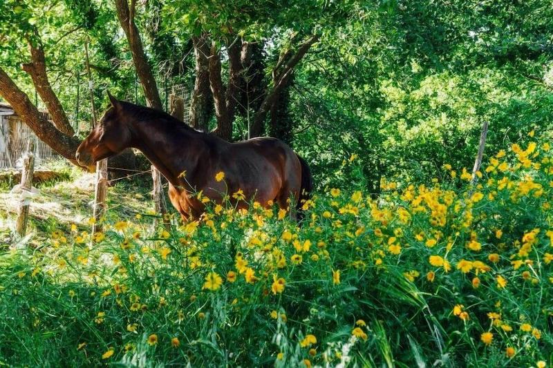 B&B Il Glicine - Genel