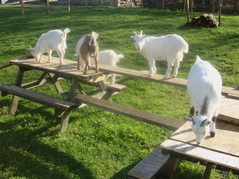 Hunters Lodge Inn - Genel