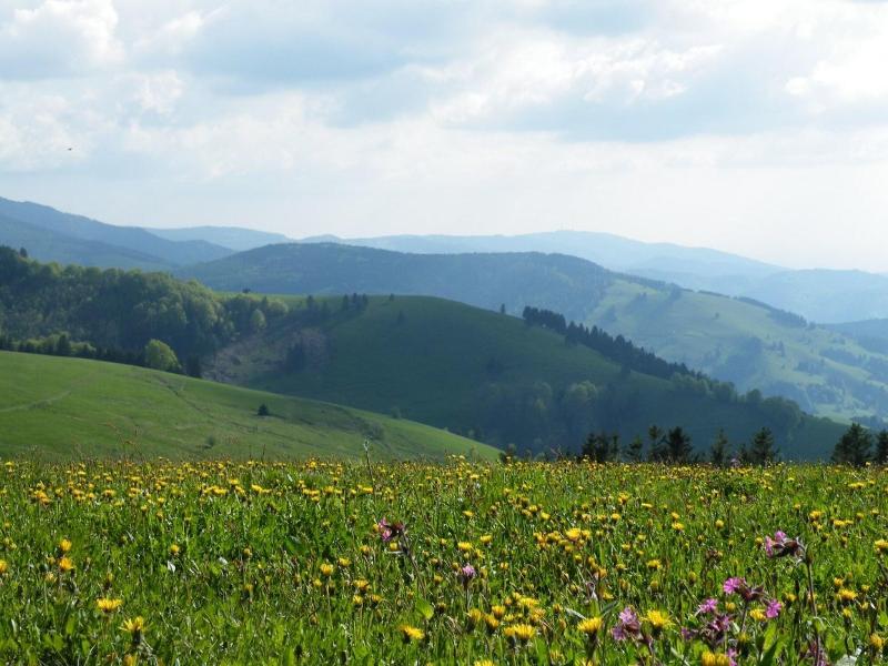 Waldhotel Am Notschreipass - Genel