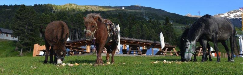 Hotel Gallo Cedrone - Aktivite
