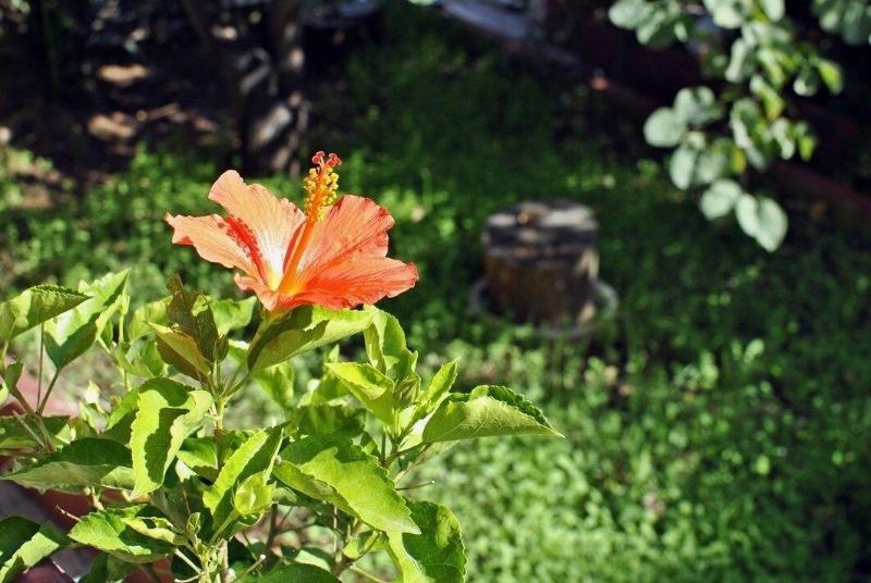 B&B Le Chiocciole - Genel