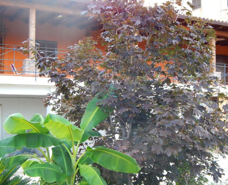 B&B Sole e Luna - Genel