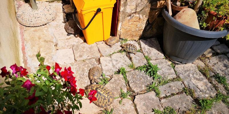 B&B Il giardino dei sospiri - Genel