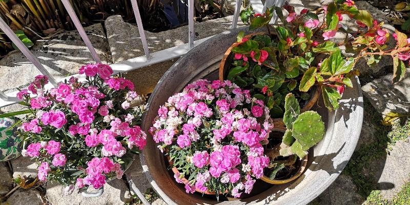 B&B Il giardino dei sospiri - Genel