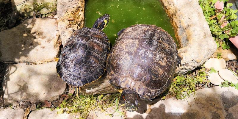 B&B Il giardino dei sospiri - Genel