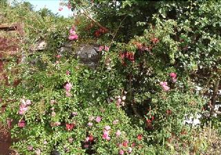 Vine Cottage - B&B fotoÄŸrafÄ±