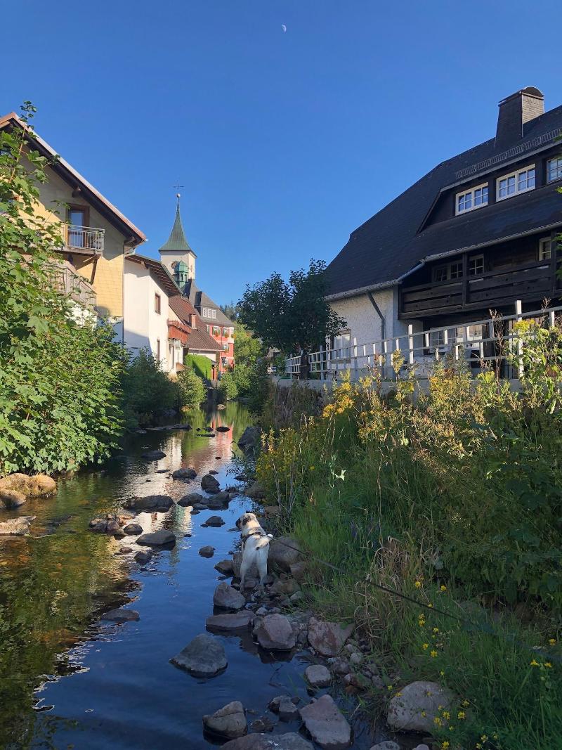 Schwarzwaldhaus Angelhof - Genel