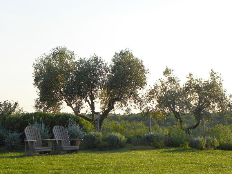 Macchiabuia - Genel