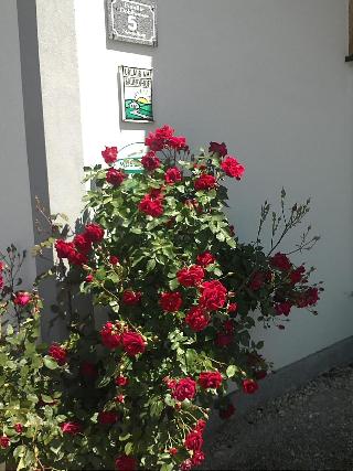 Schnatterhof fotoÄŸrafÄ±