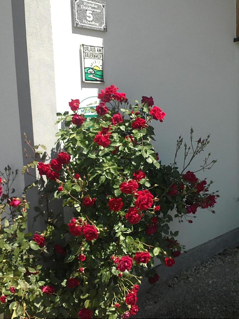 Schnatterhof - Genel
