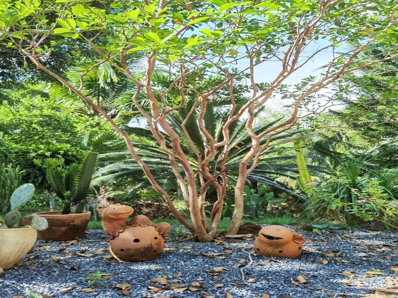 Wangnamkhao Resort - Genel