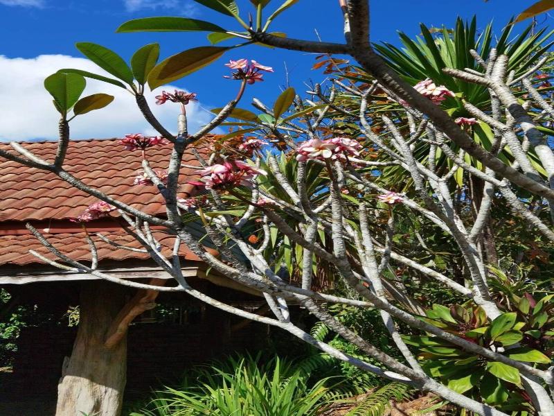 Wangnamkhao Resort - Genel