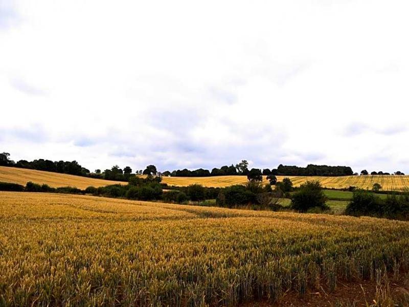 Downham Hall - Genel