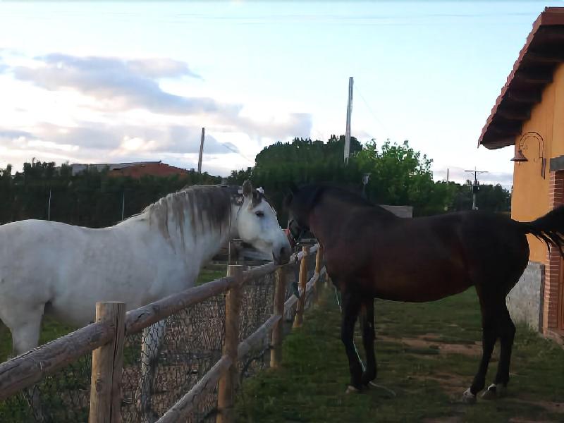 Los Reales - Genel