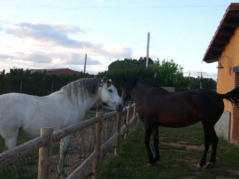 Los Reales - Genel